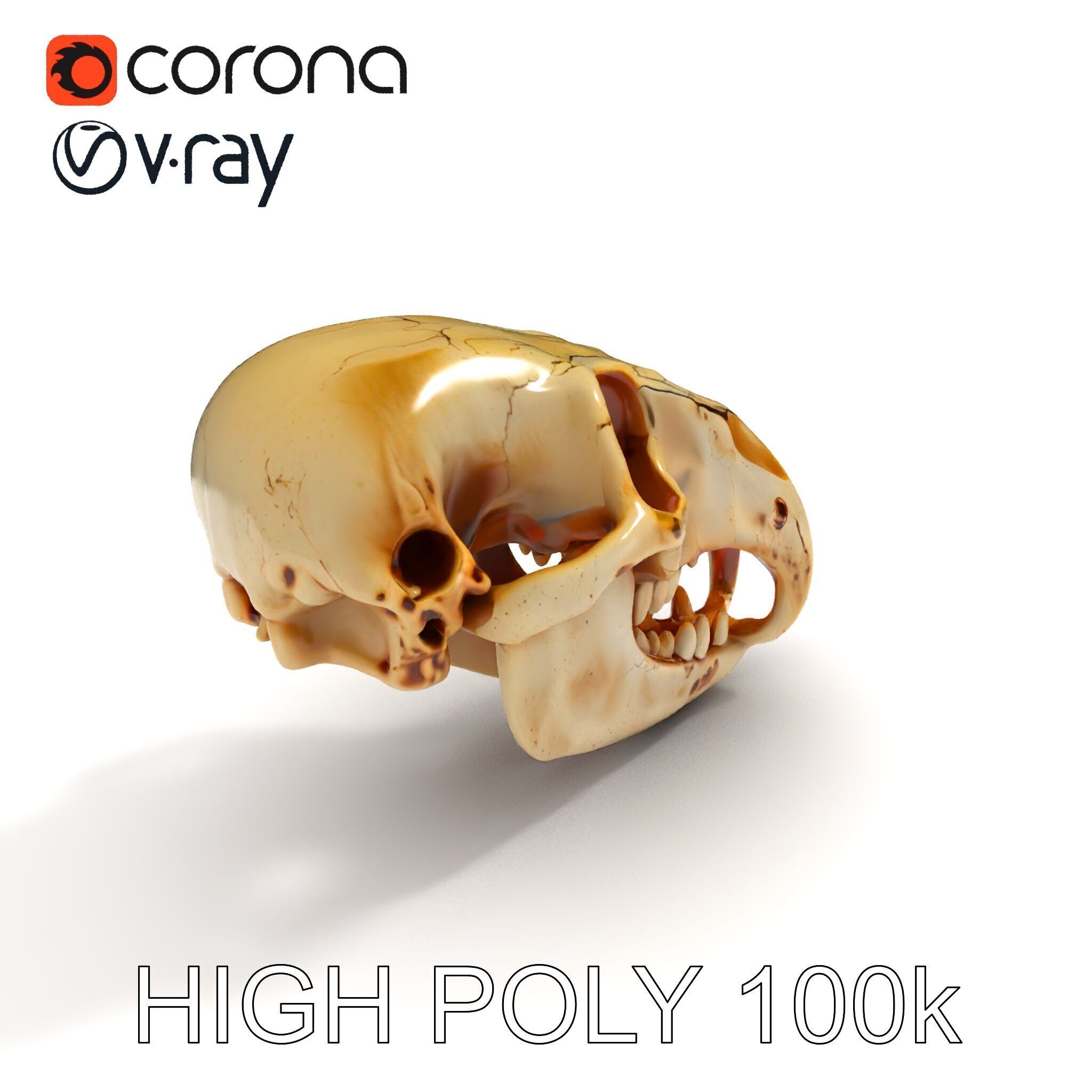 Realistic Animal Skull D Model Pack Low-poly 3D model_29