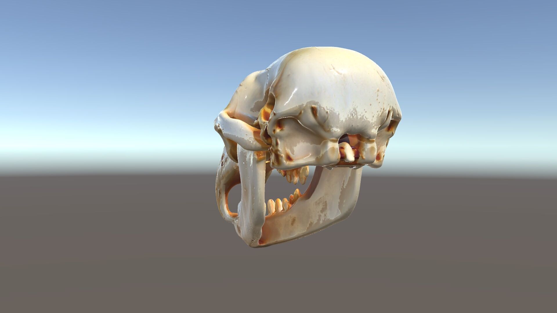 Realistic Animal Skull D Model Pack Low-poly 3D model_5
