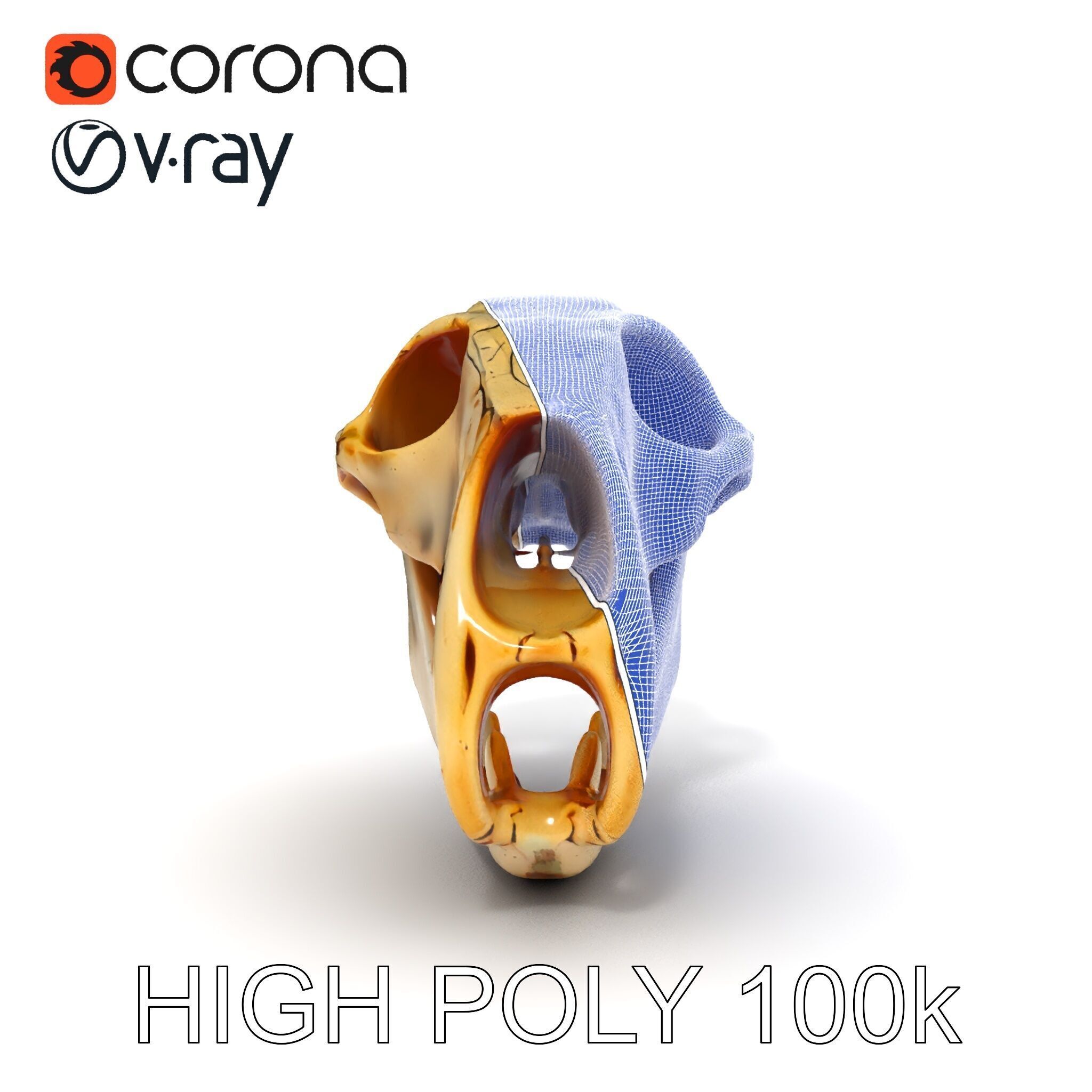 Realistic Animal Skull D Model Pack Low-poly 3D model_11