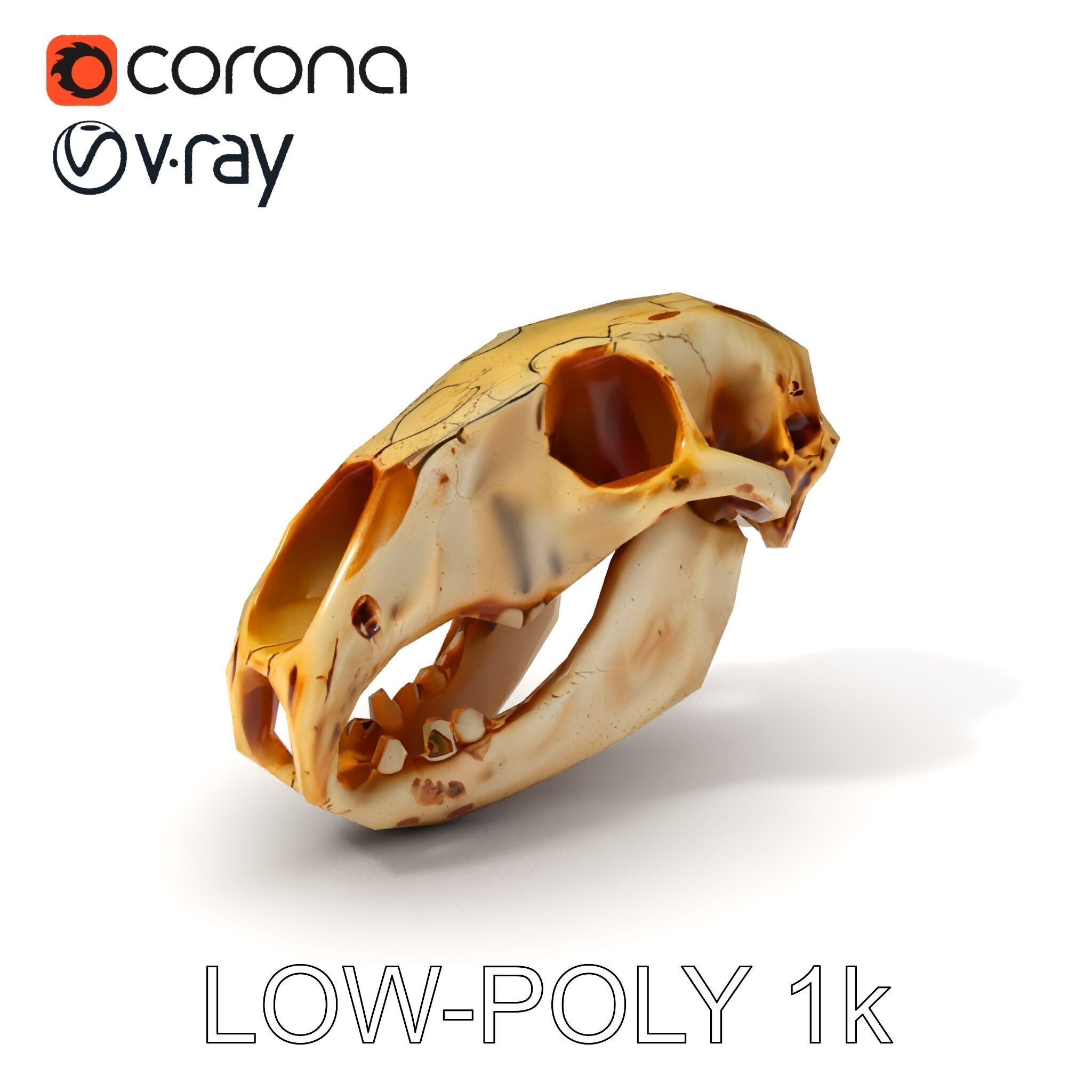Realistic Animal Skull D Model Pack Low-poly 3D model_18