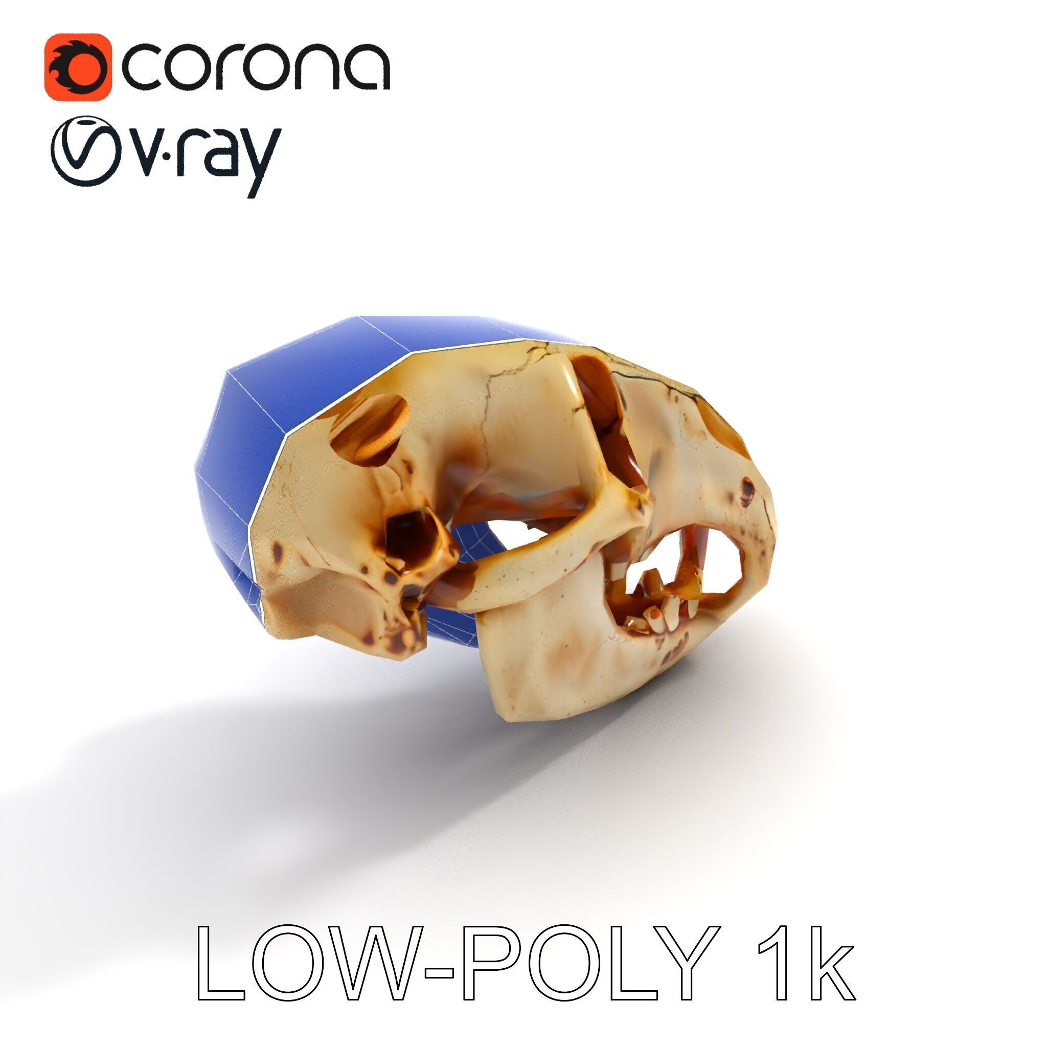 Realistic Animal Skull D Model Pack Low-poly 3D model_7