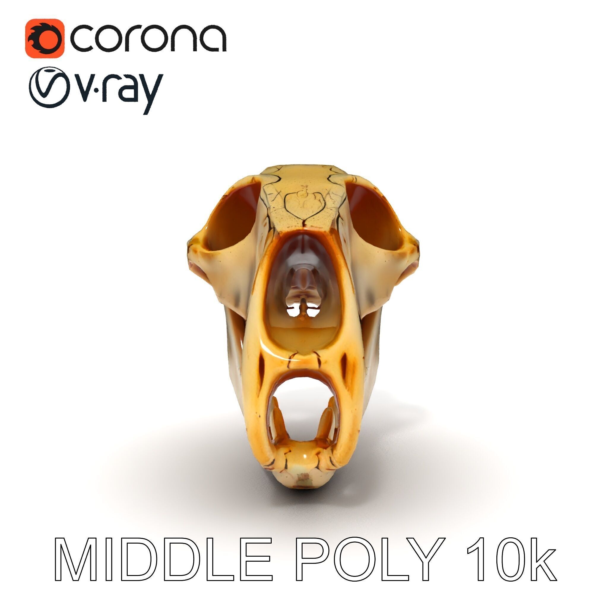 Realistic Animal Skull D Model Pack Low-poly 3D model_17