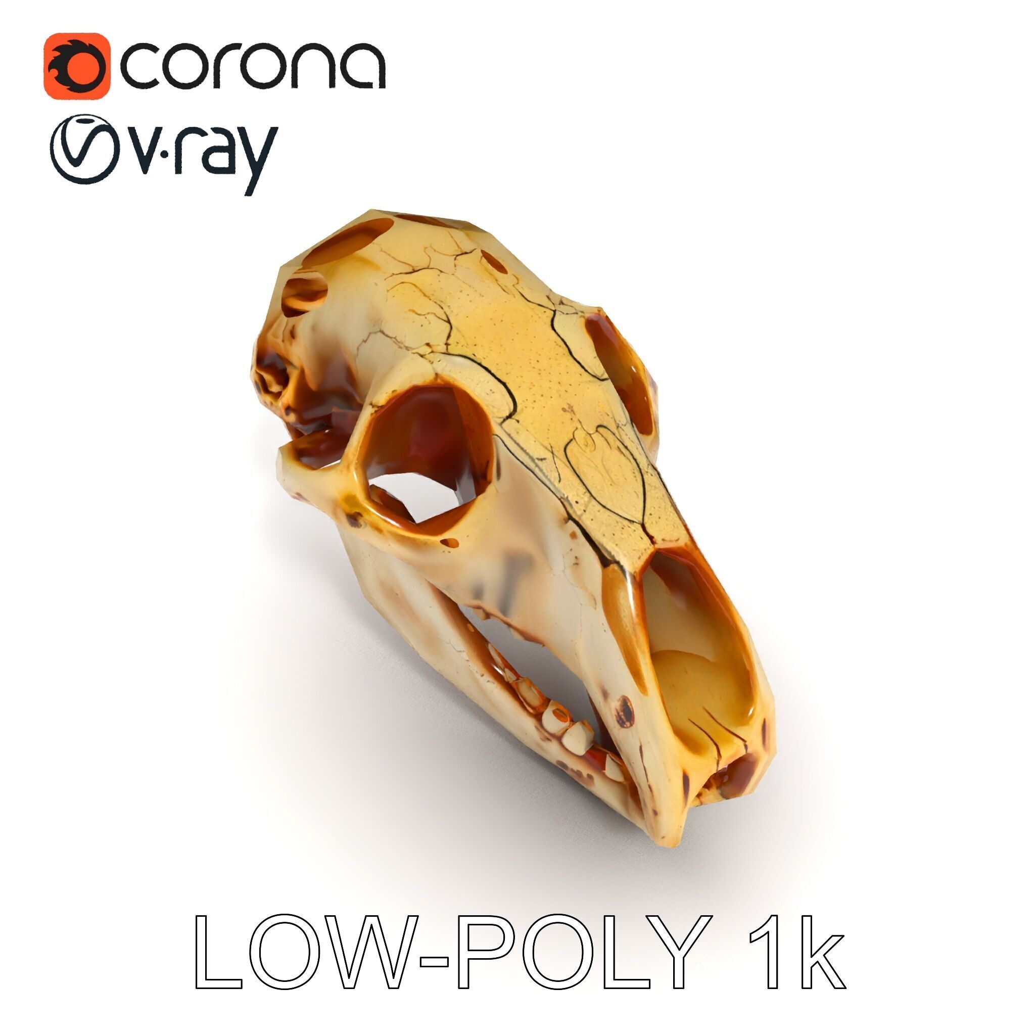 Realistic Animal Skull D Model Pack Low-poly 3D model_23