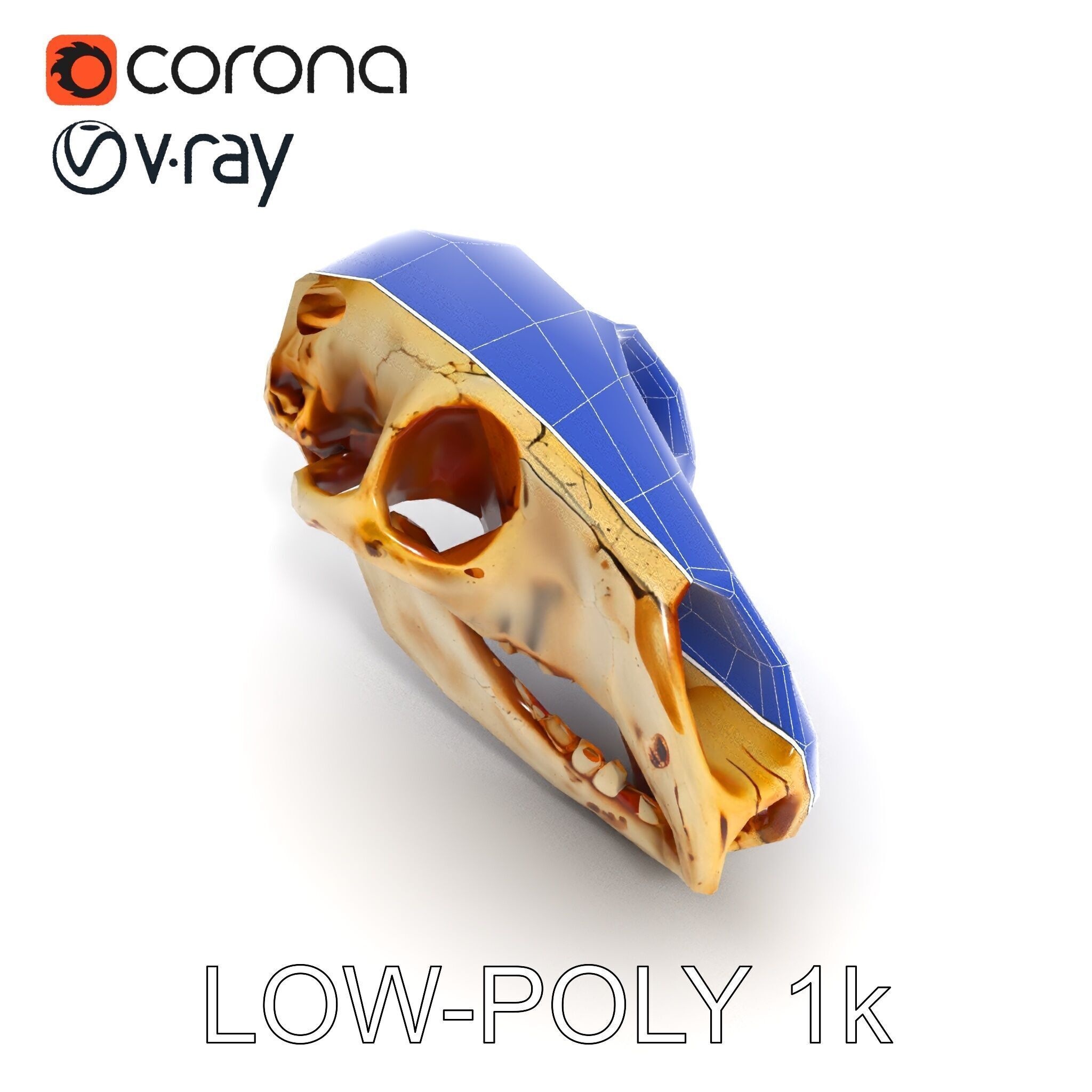 Realistic Animal Skull D Model Pack Low-poly 3D model_15