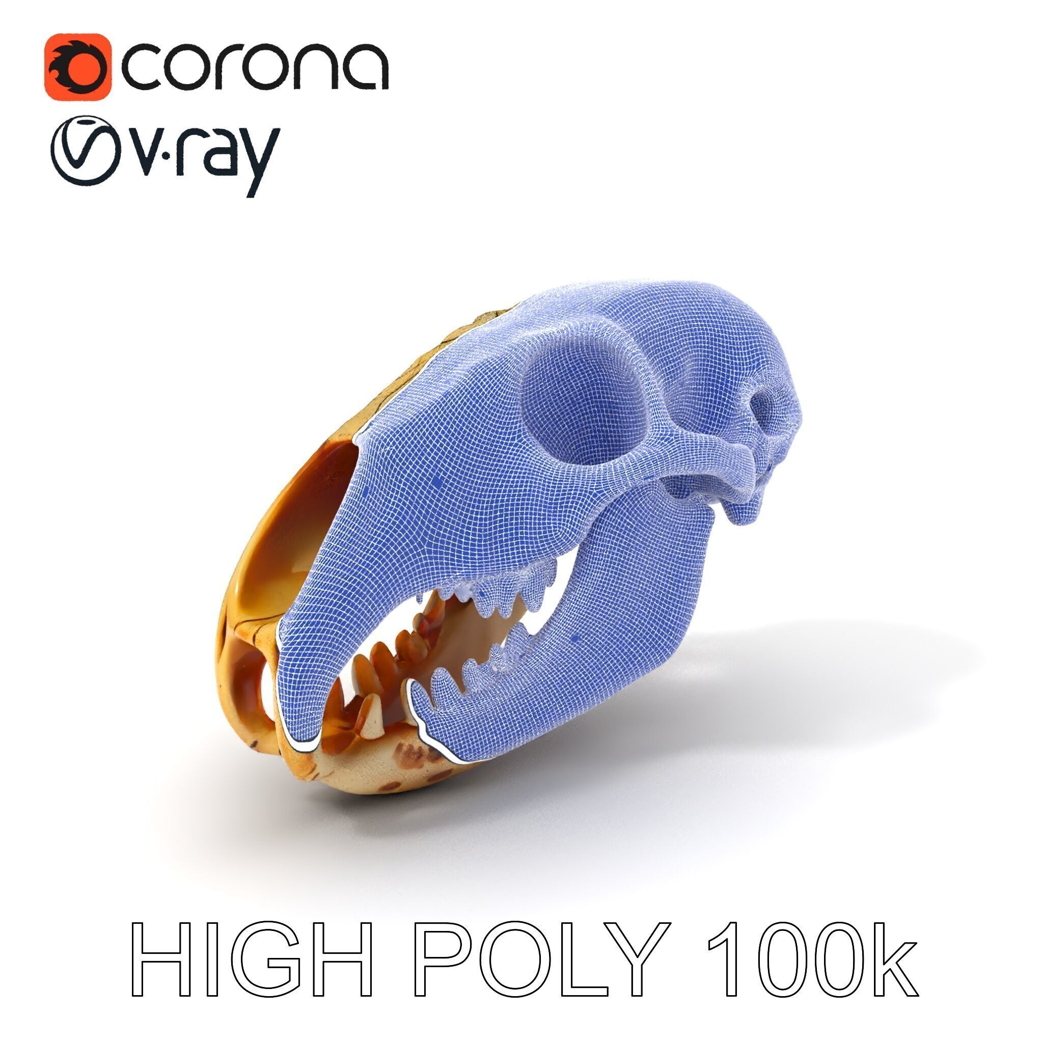 Realistic Animal Skull D Model Pack Low-poly 3D model_4