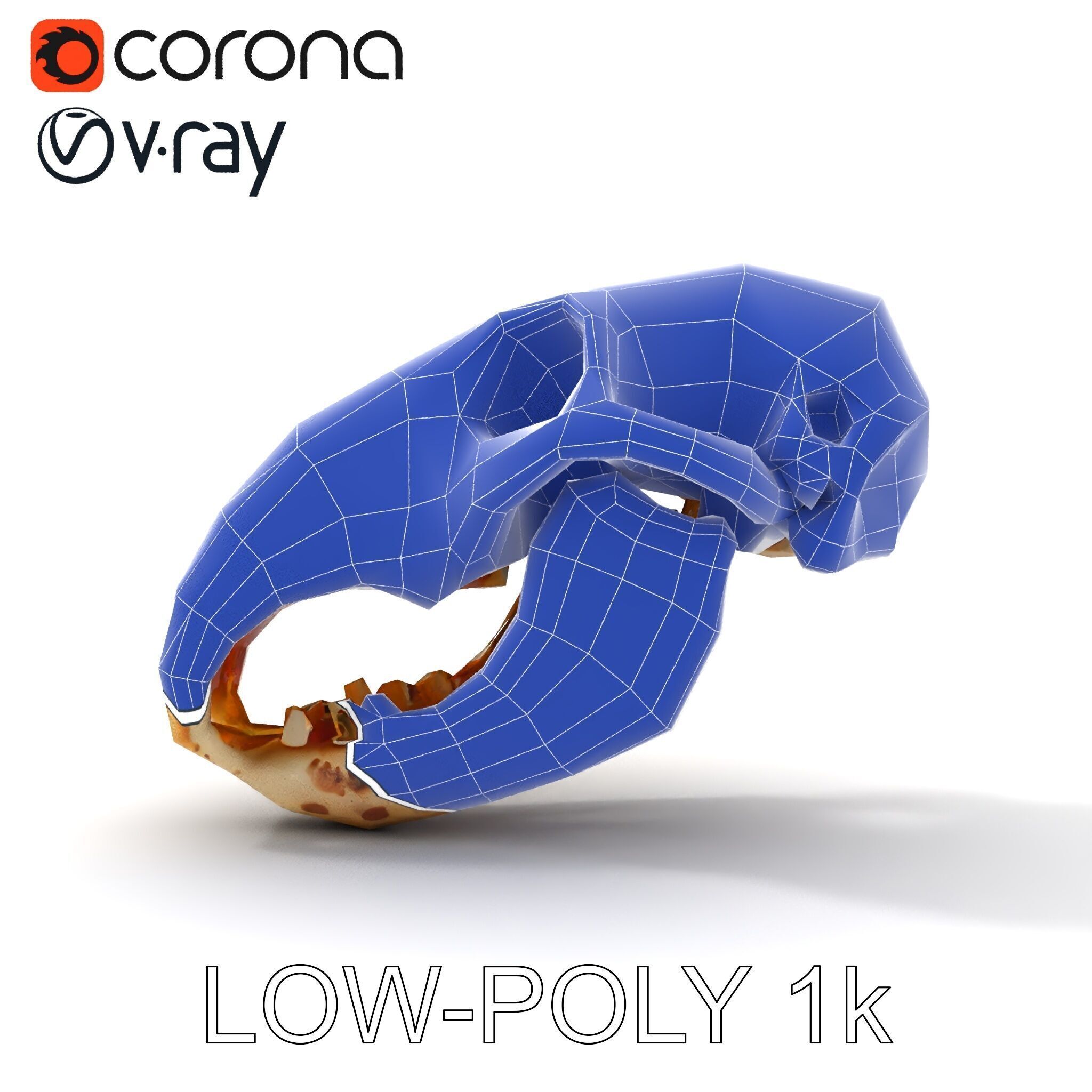 Realistic Animal Skull D Model Pack Low-poly 3D model_21