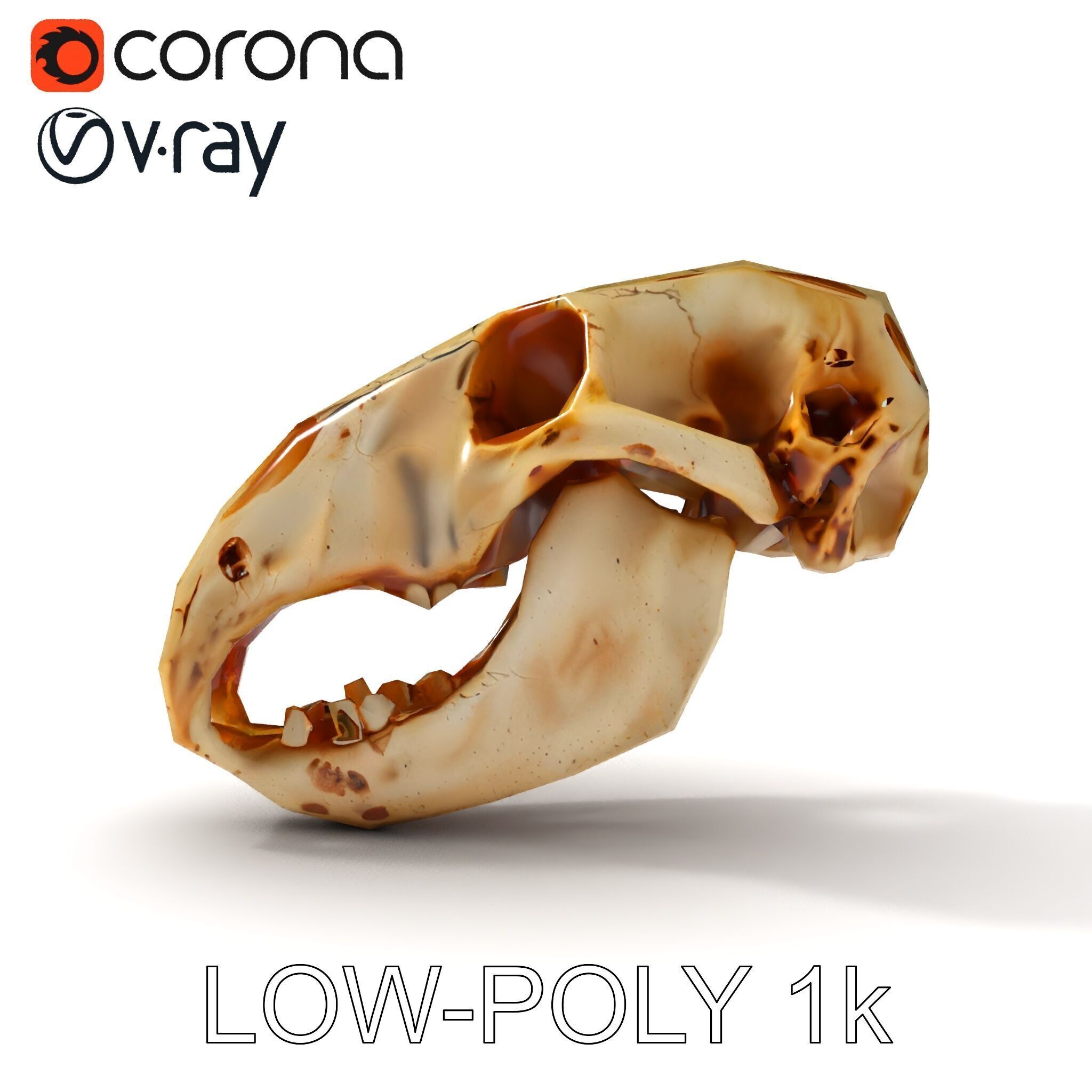 Realistic Animal Skull D Model Pack Low-poly 3D model_31