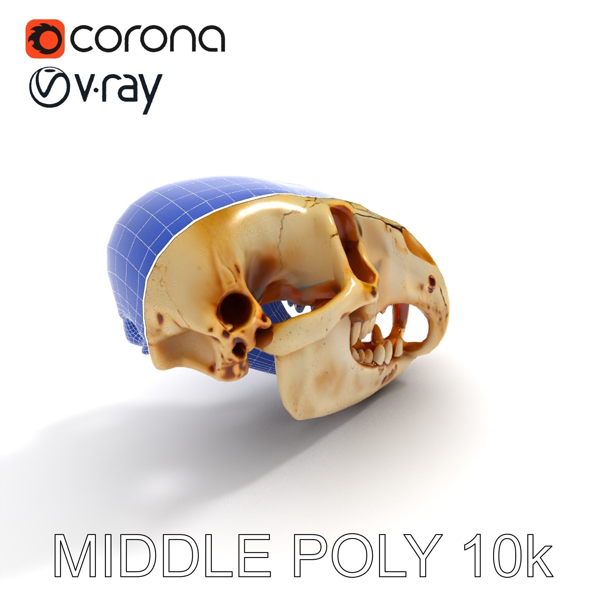 Realistic Animal Skull D Model Pack Low-poly 3D model_20
