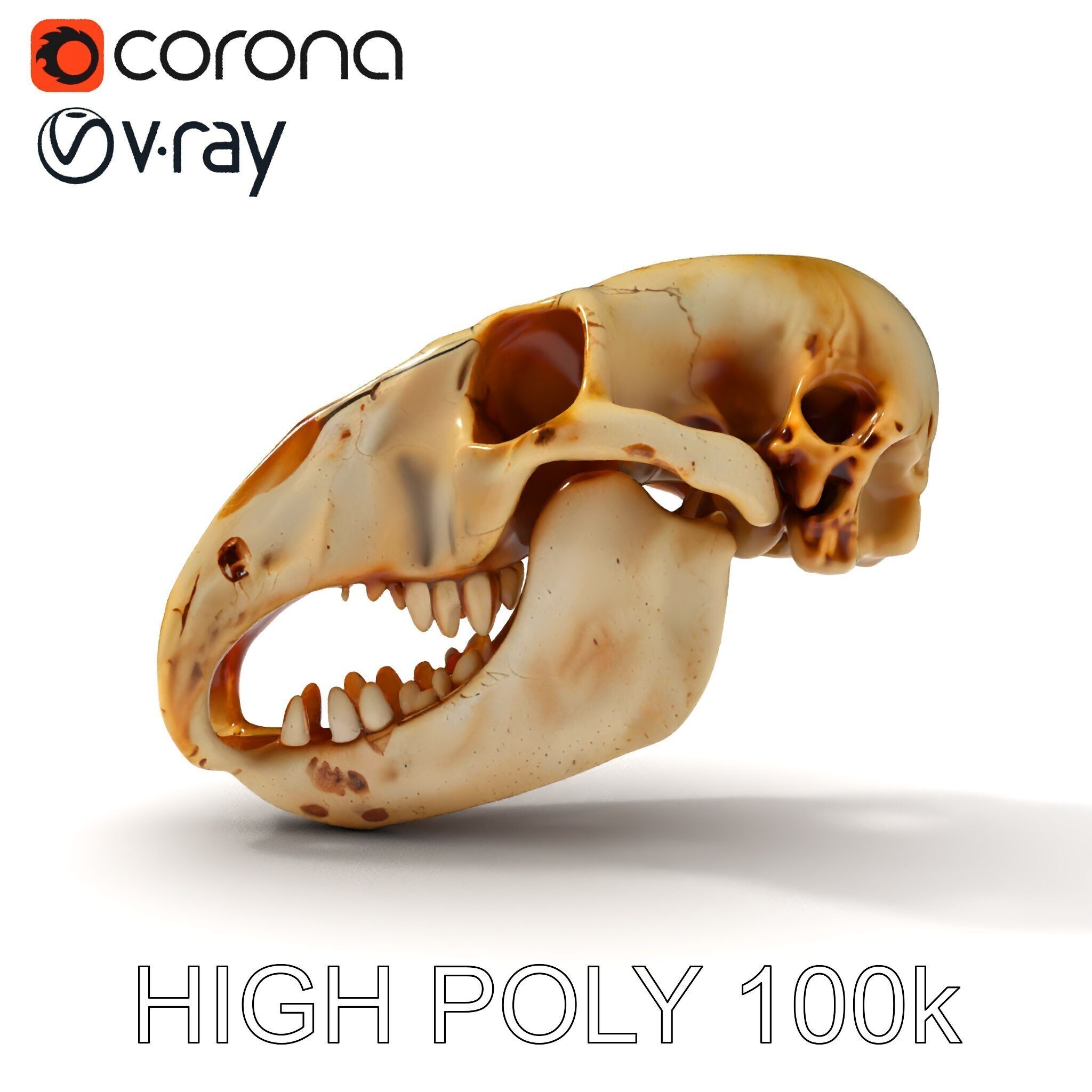 Realistic Animal Skull D Model Pack Low-poly 3D model_16
