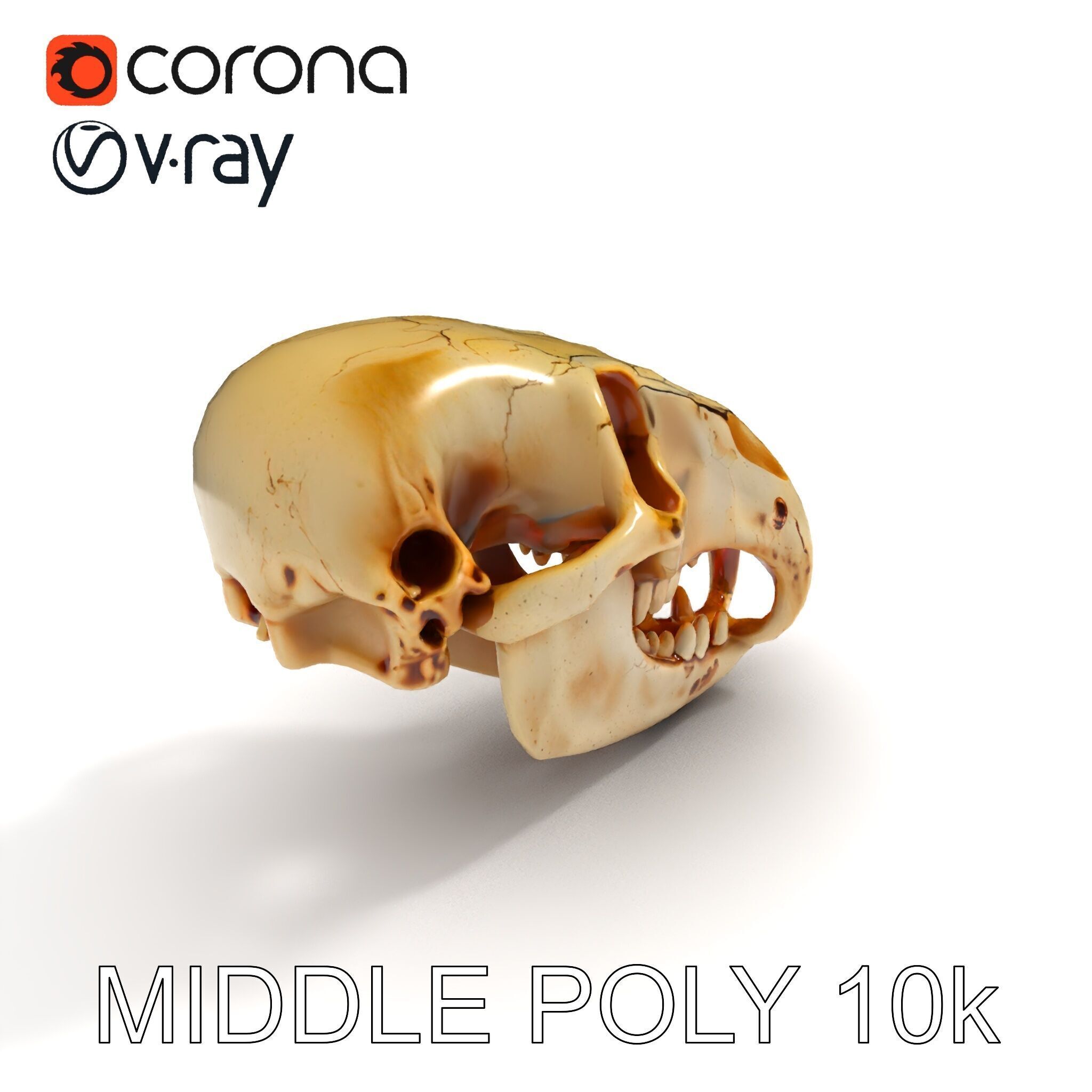 Realistic Animal Skull D Model Pack Low-poly 3D model_32