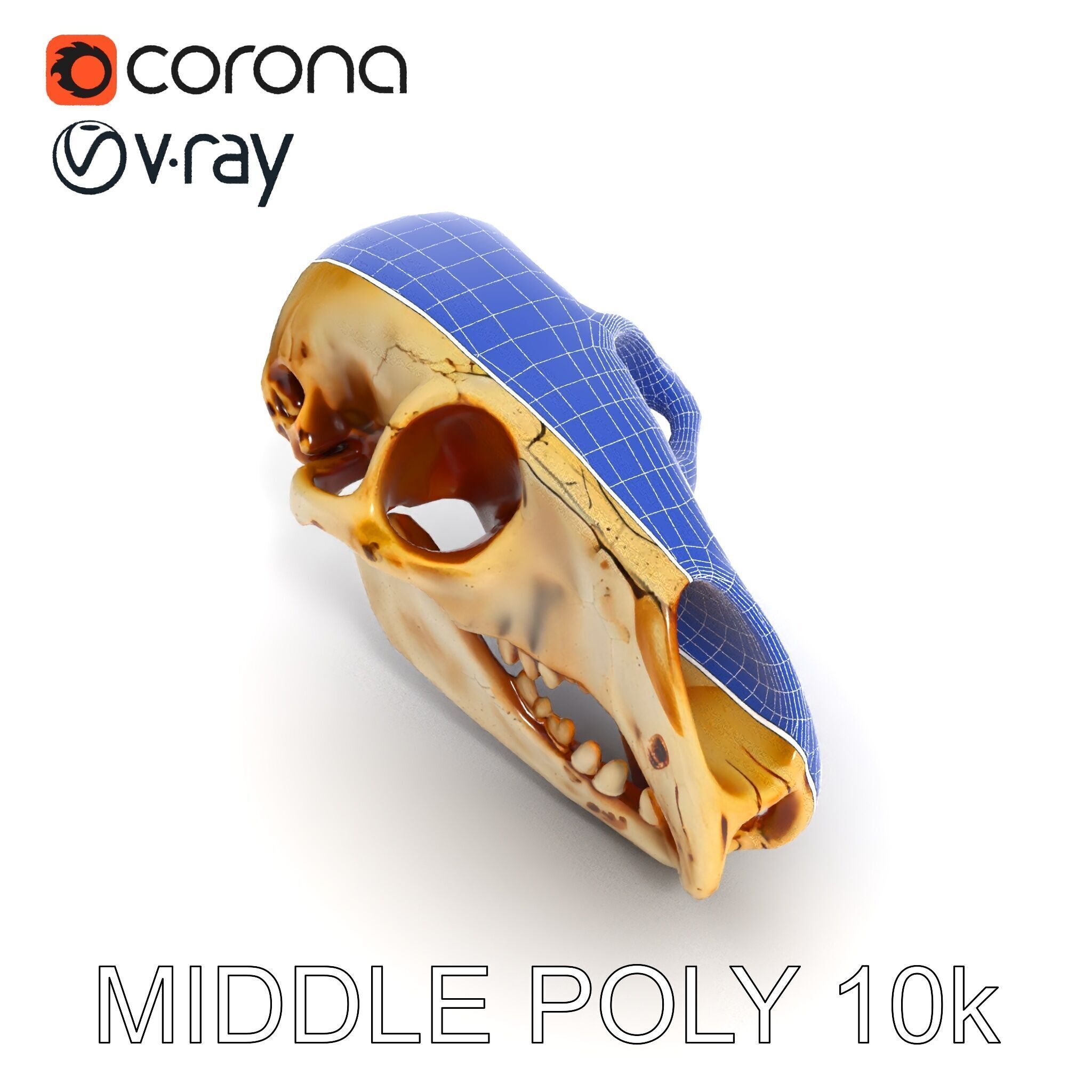 Realistic Animal Skull D Model Pack Low-poly 3D model_12