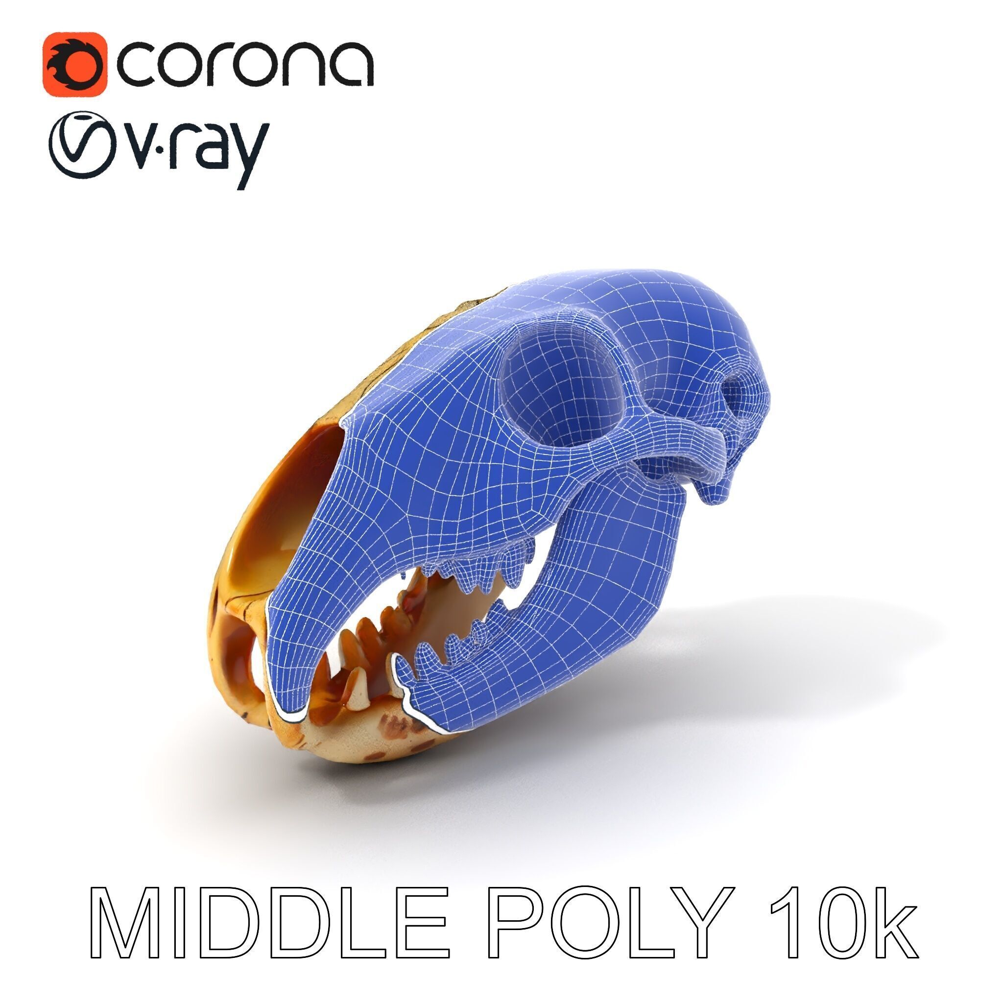 Realistic Animal Skull D Model Pack Low-poly 3D model_24