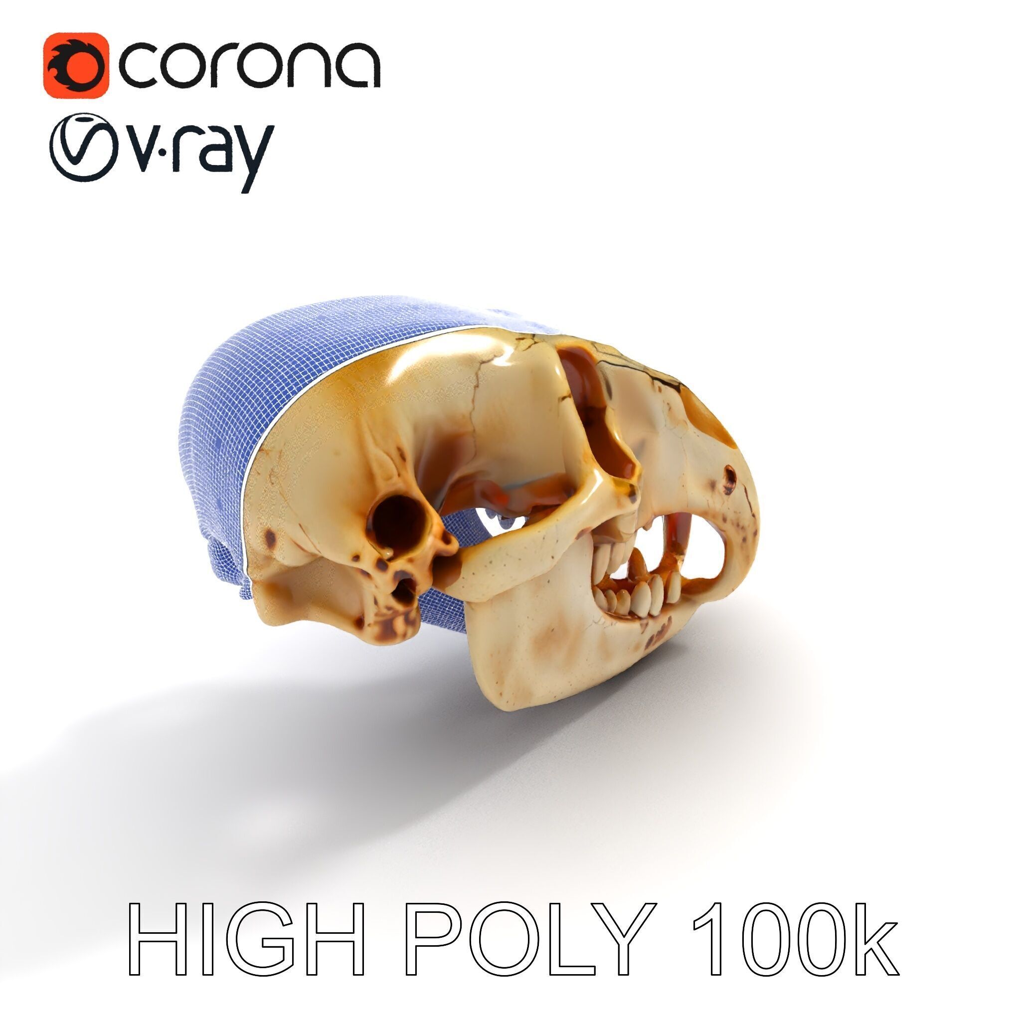 Realistic Animal Skull D Model Pack Low-poly 3D model_8