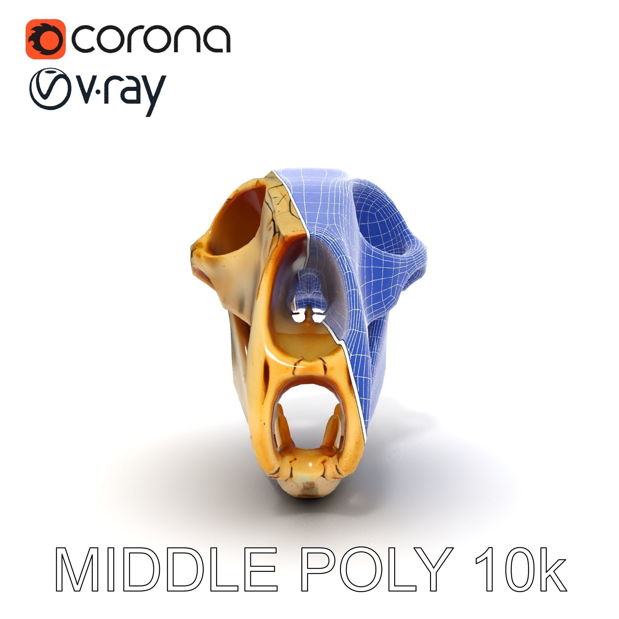 Realistic Animal Skull D Model Pack Low-poly 3D model_6