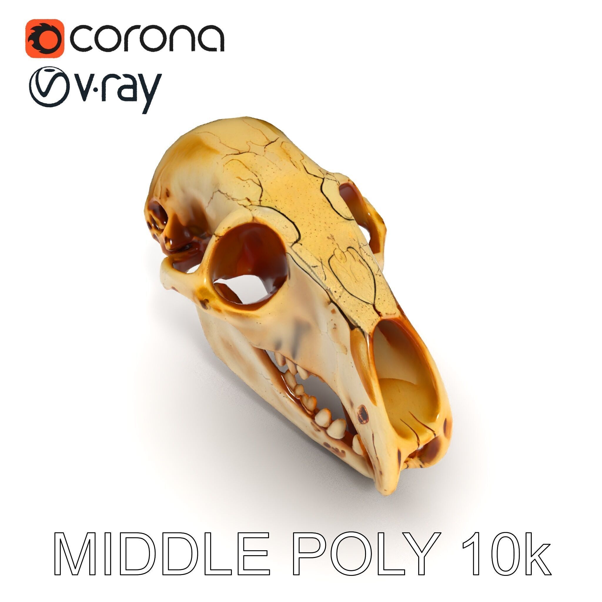 Realistic Animal Skull D Model Pack Low-poly 3D model_9