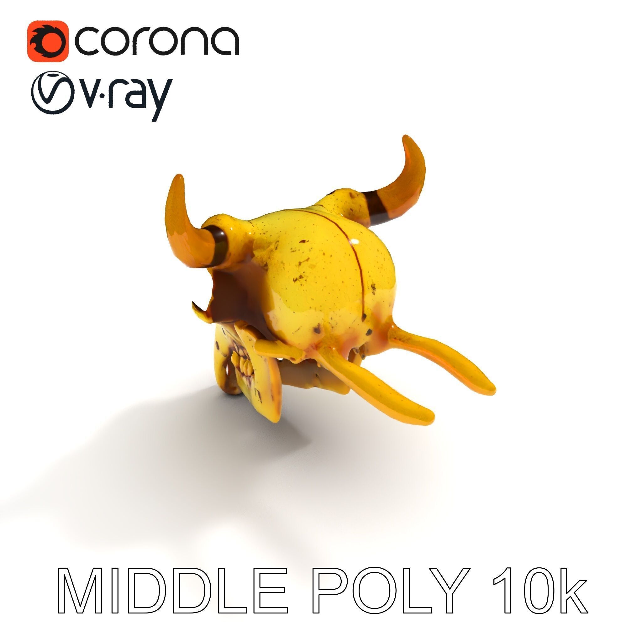 Animal Skull Model Pack with Detailed Anatomy Low-poly 3D model_14