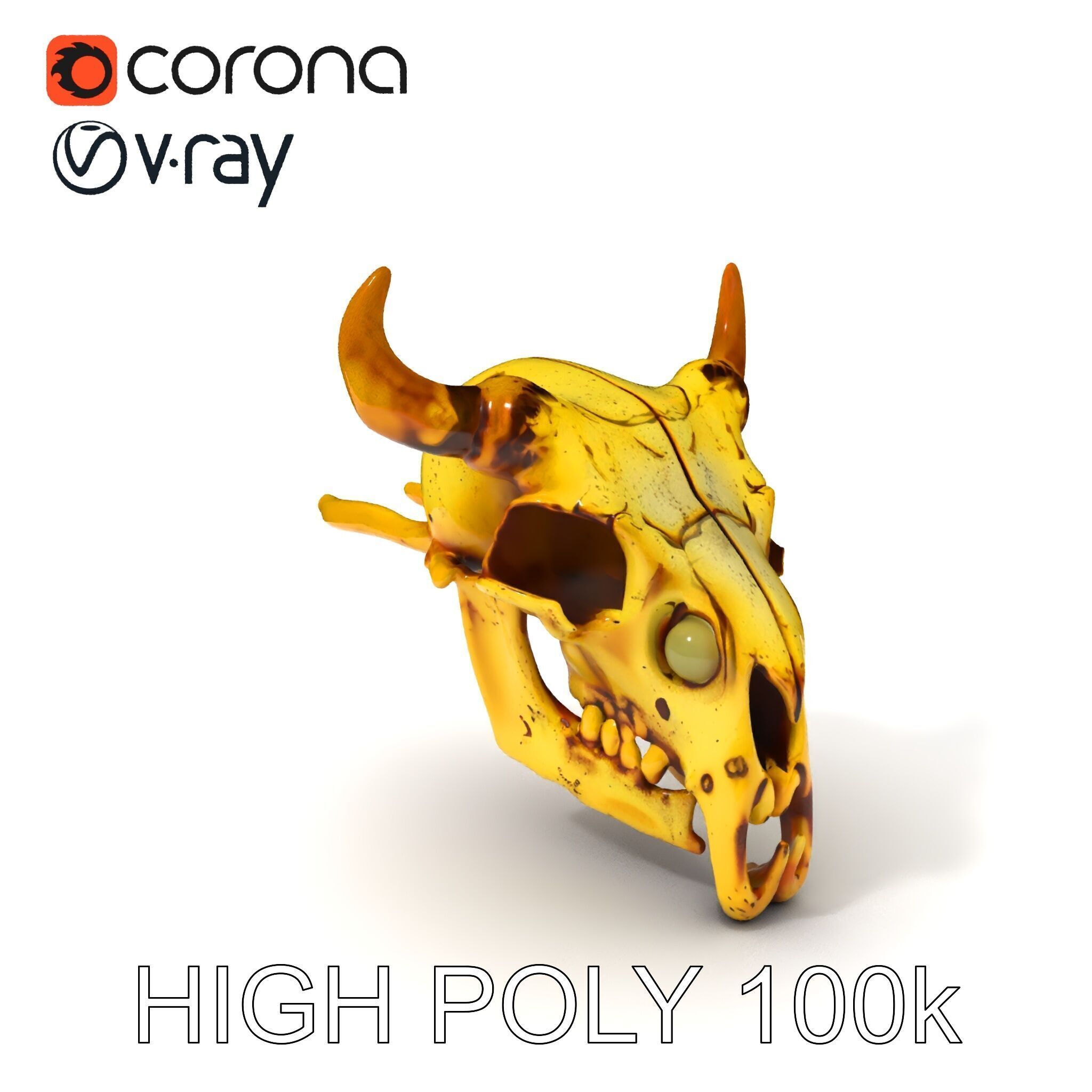Animal Skull Model Pack with Detailed Anatomy Low-poly 3D model_3