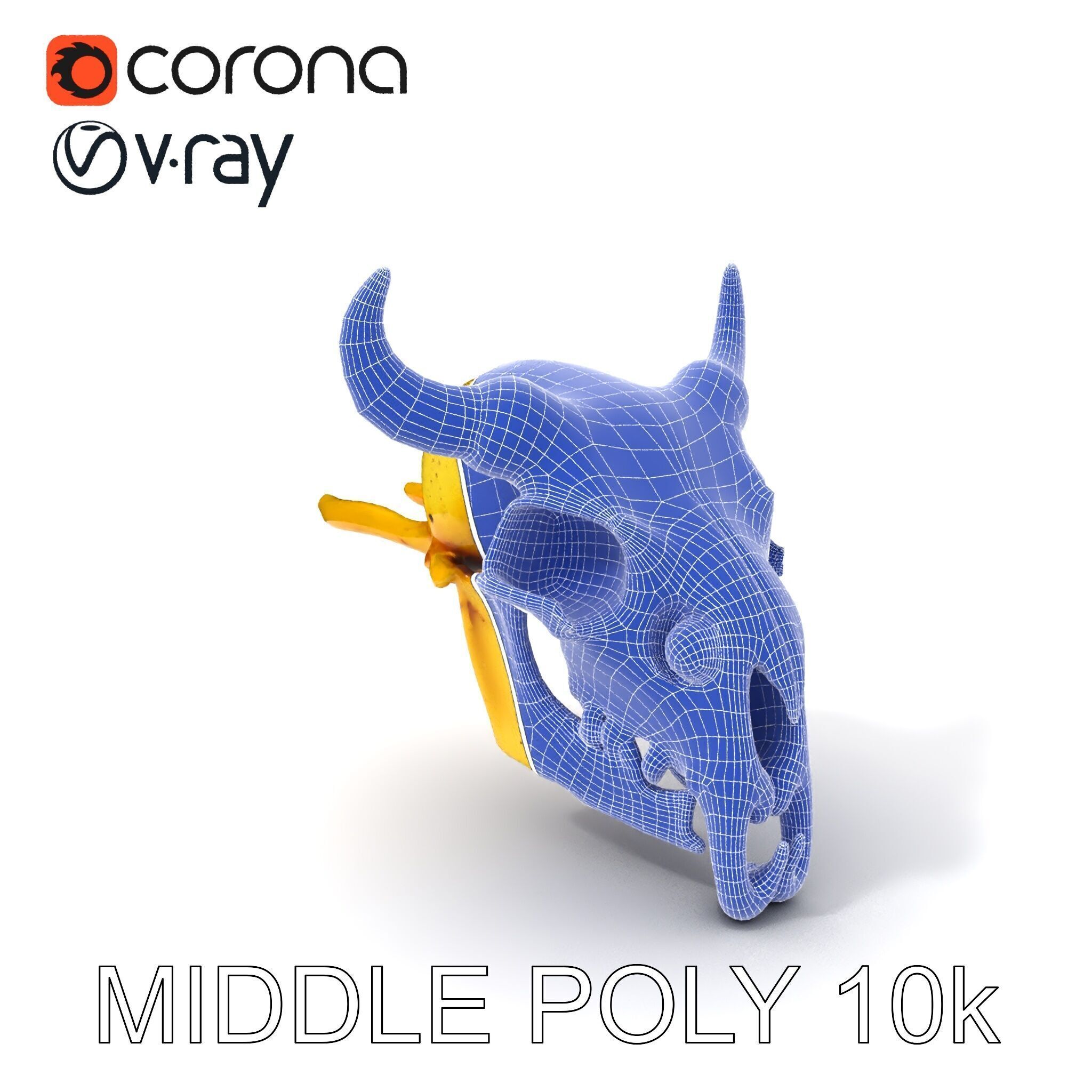 Animal Skull Model Pack with Detailed Anatomy Low-poly 3D model_33