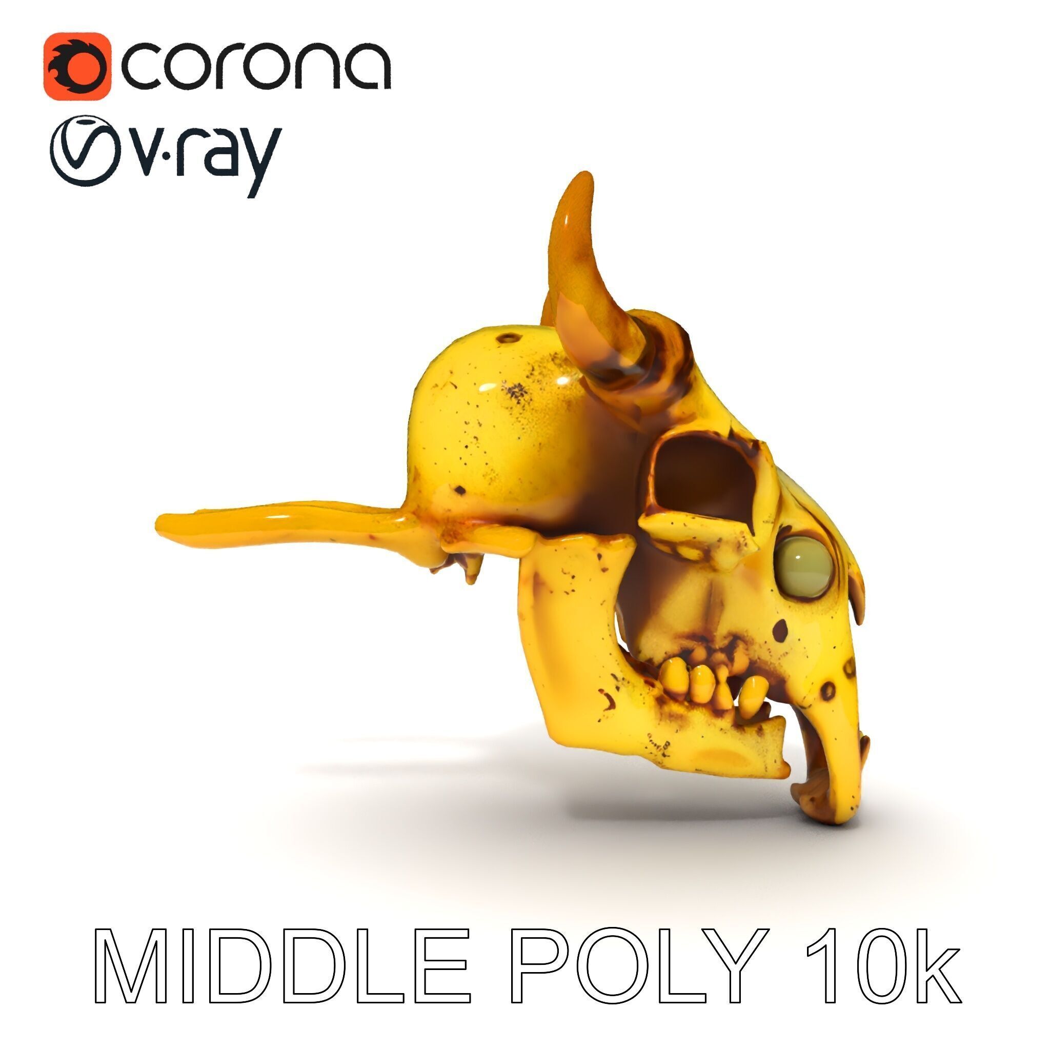 Animal Skull Model Pack with Detailed Anatomy Low-poly 3D model_20