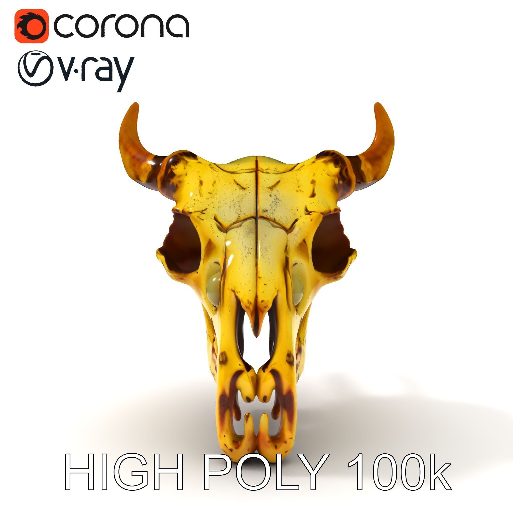 Animal Skull Model Pack with Detailed Anatomy Low-poly 3D model_30