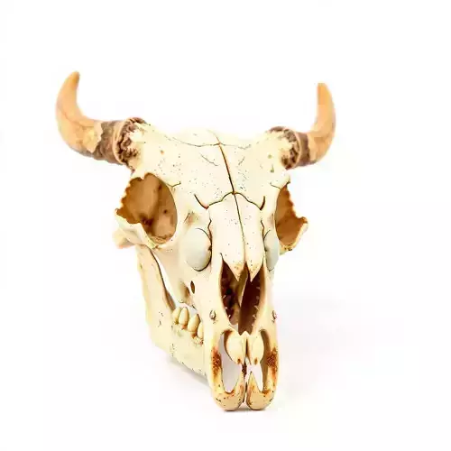 Animal Skull Model Pack with Detailed Anatomy Low-poly 3D model