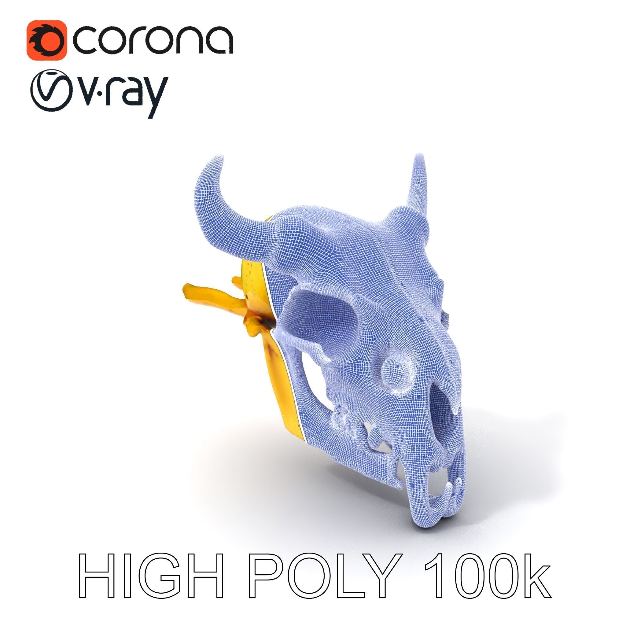 Animal Skull Model Pack with Detailed Anatomy Low-poly 3D model_4