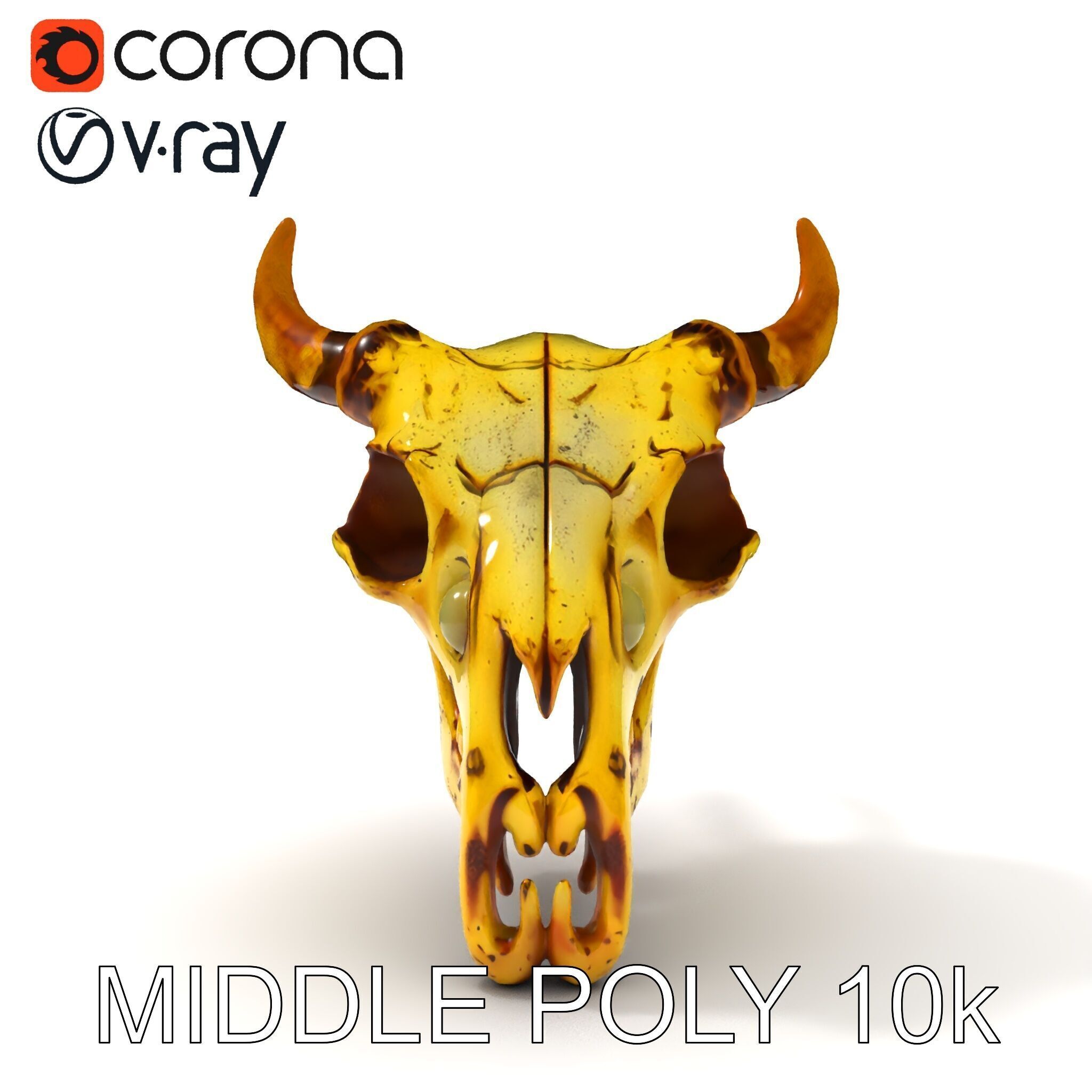 Animal Skull Model Pack with Detailed Anatomy Low-poly 3D model_28