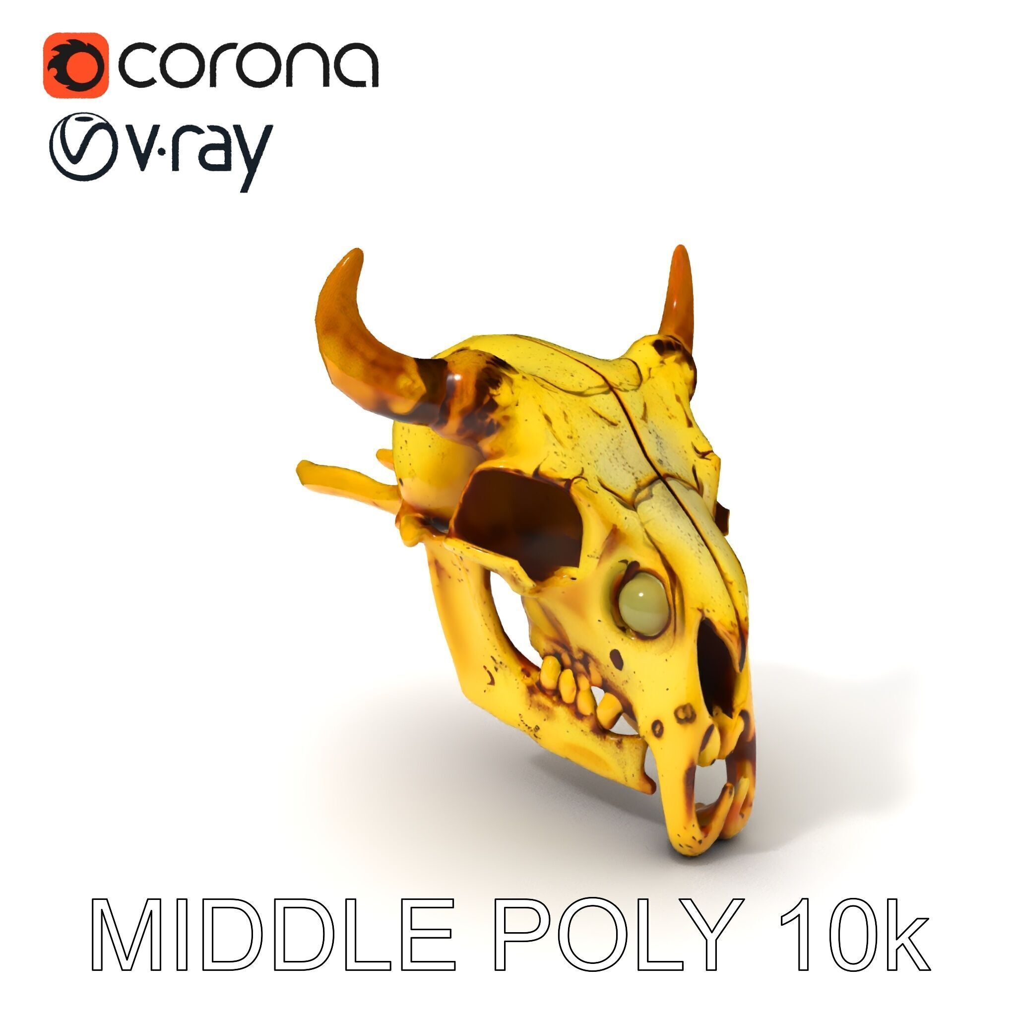 Animal Skull Model Pack with Detailed Anatomy Low-poly 3D model_8