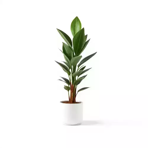 Potted Rubber Plant D Model Pack