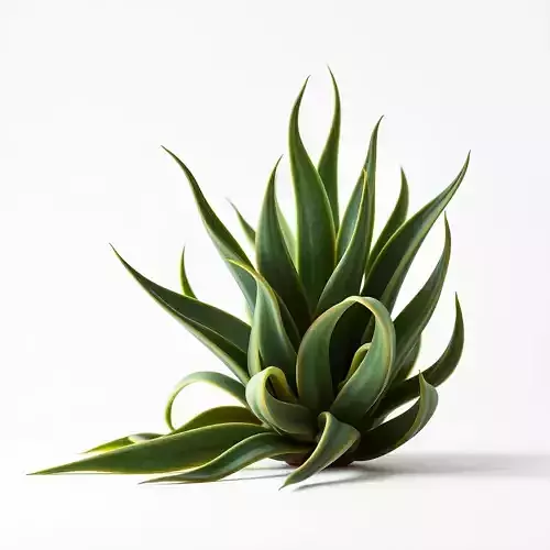 Agave Plant D Model Pack Low-poly 3D model