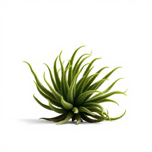 Succulent Plant Model Pack for Realistic Environments Low-poly 3D model
