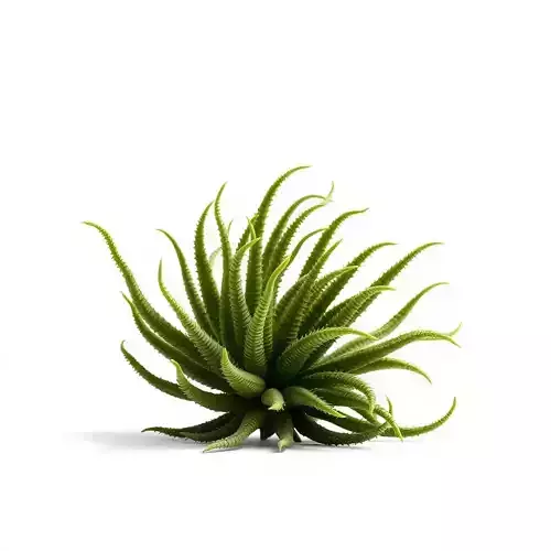 Succulent Plant Model Pack for Realistic Environments Low-poly 3D model