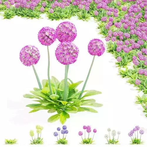 Primula denticulata flower 3D model
