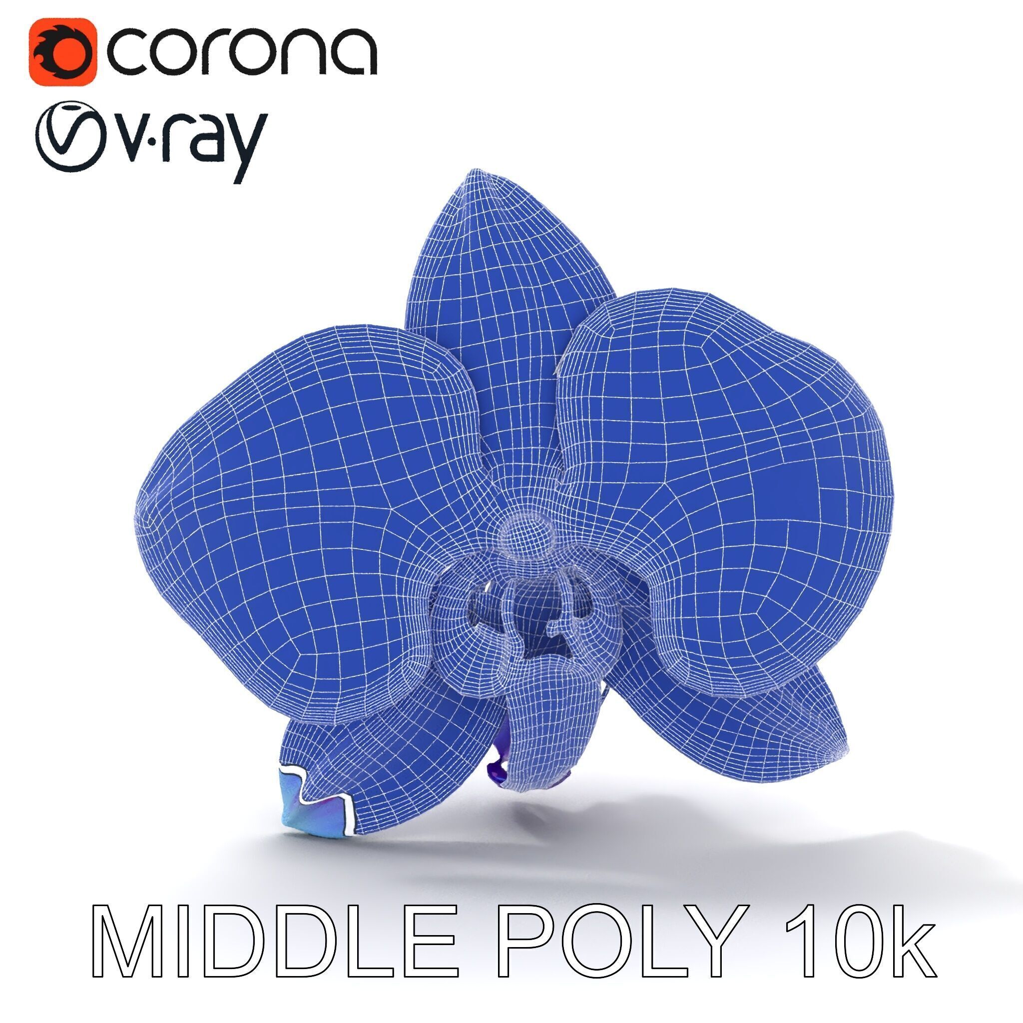 Orchid Flower Model Pack for Realistic D Rendering and Animation Low-poly 3D model_26