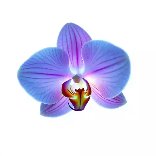 Orchid Flower Model Pack for Realistic D Rendering and Animation Low-poly 3D model