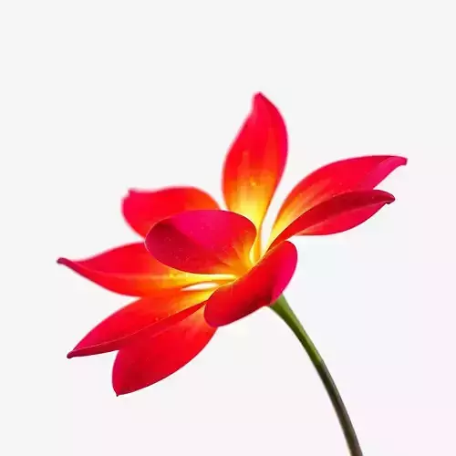 Vibrant Plumeria Flower D Model Pack Low-poly 3D model