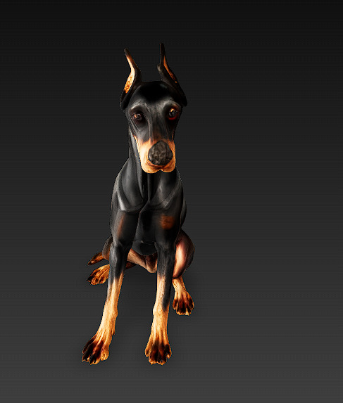 Doberman 3D Model Basic - Low Poly 3D model_4