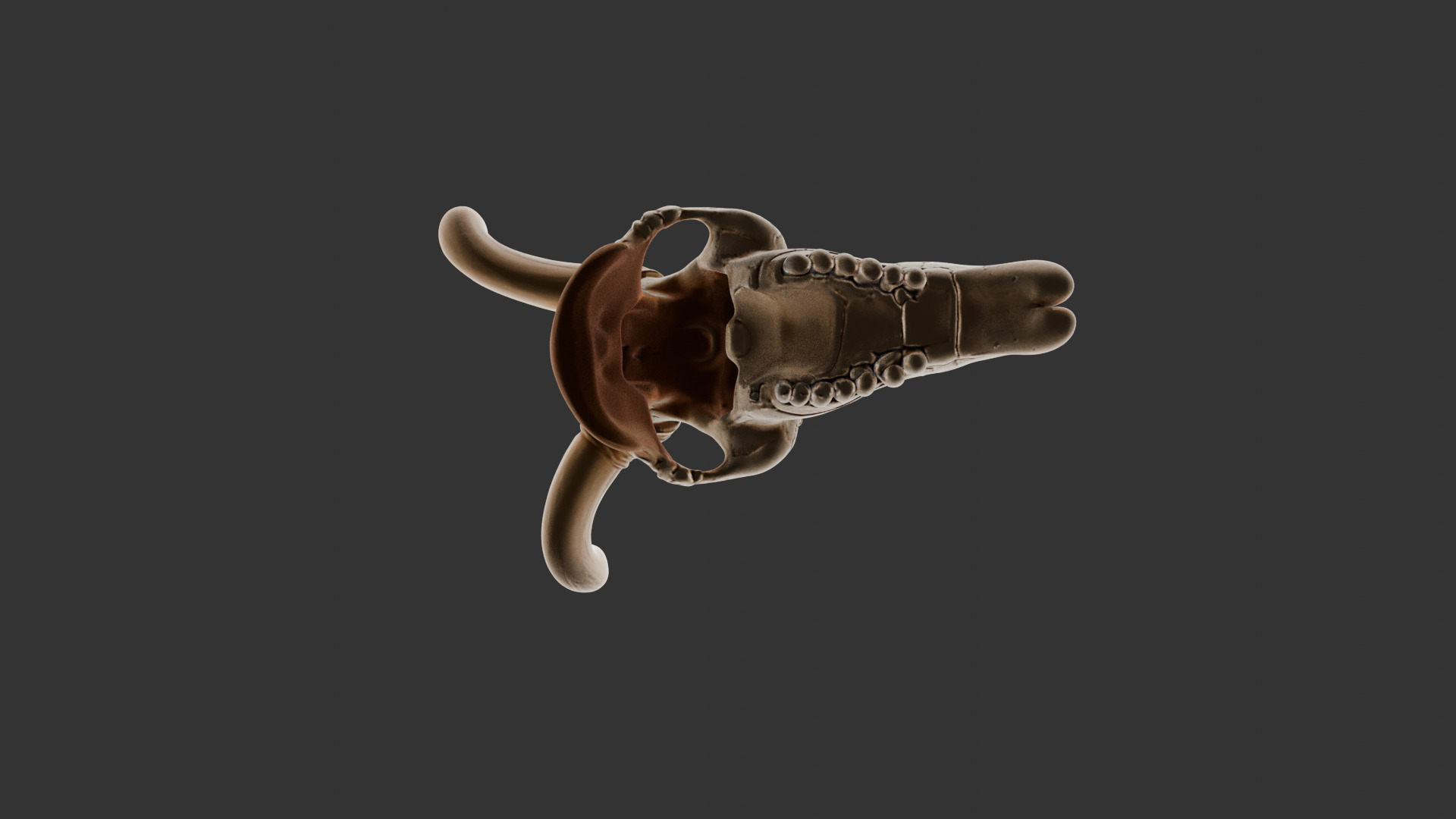 Animal Skull on Desert Ground Low-poly 3D model_9