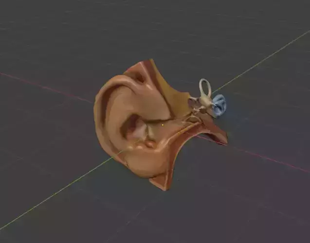Ear Model Design