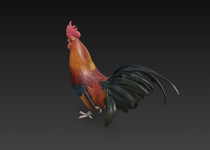 Black Rooster 3D Model Basic - Low Poly Simple Low-poly 3D model_4