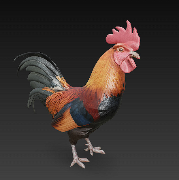 Black Rooster 3D Model Basic - Low Poly Simple Low-poly 3D model_1