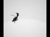 Skating Penguin 3D Model - Digital Download 3D model_1