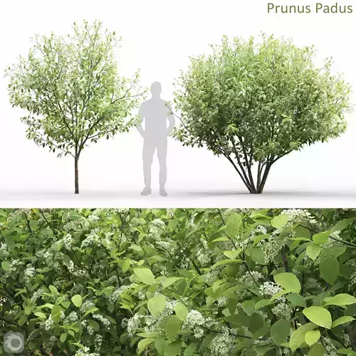 Prunus Padus 5