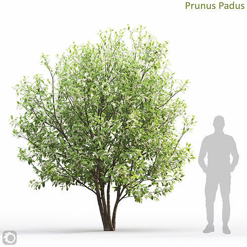 Prunus Padus 6 3D model