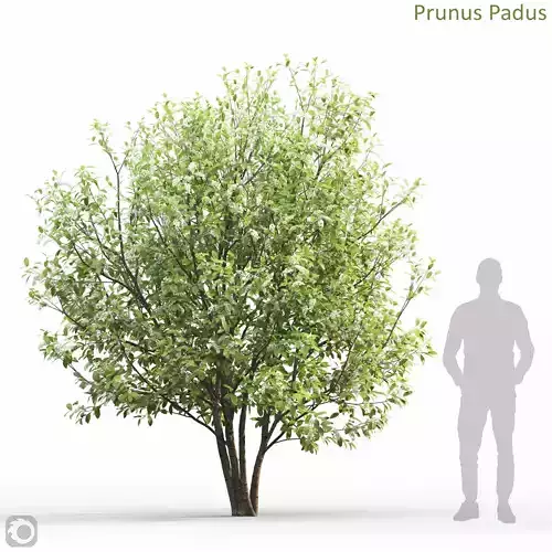 Prunus Padus 6 3D model