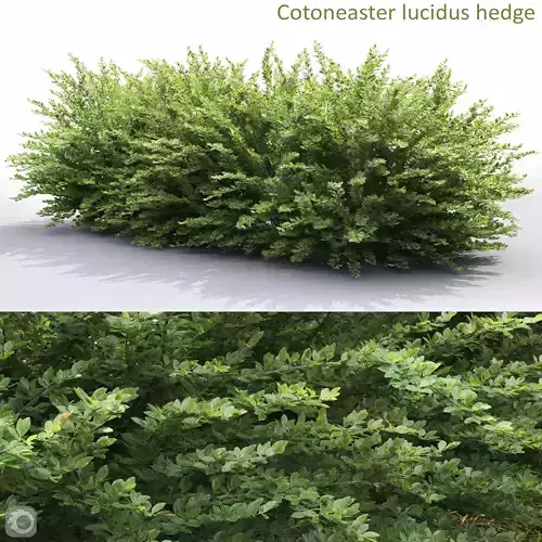 Cotoneaster hedge 5 3D model