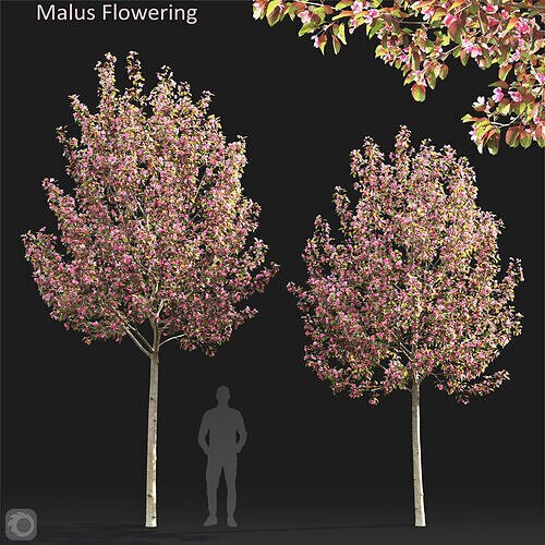 Malus flowering 8 3D model