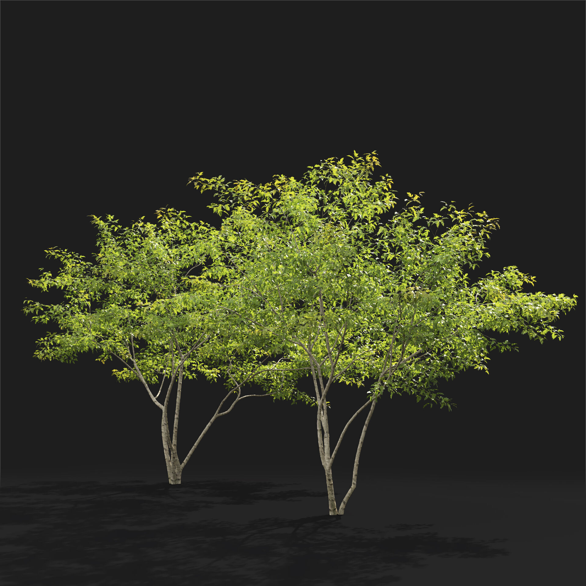 Acer Ginnala 7 3D model_2
