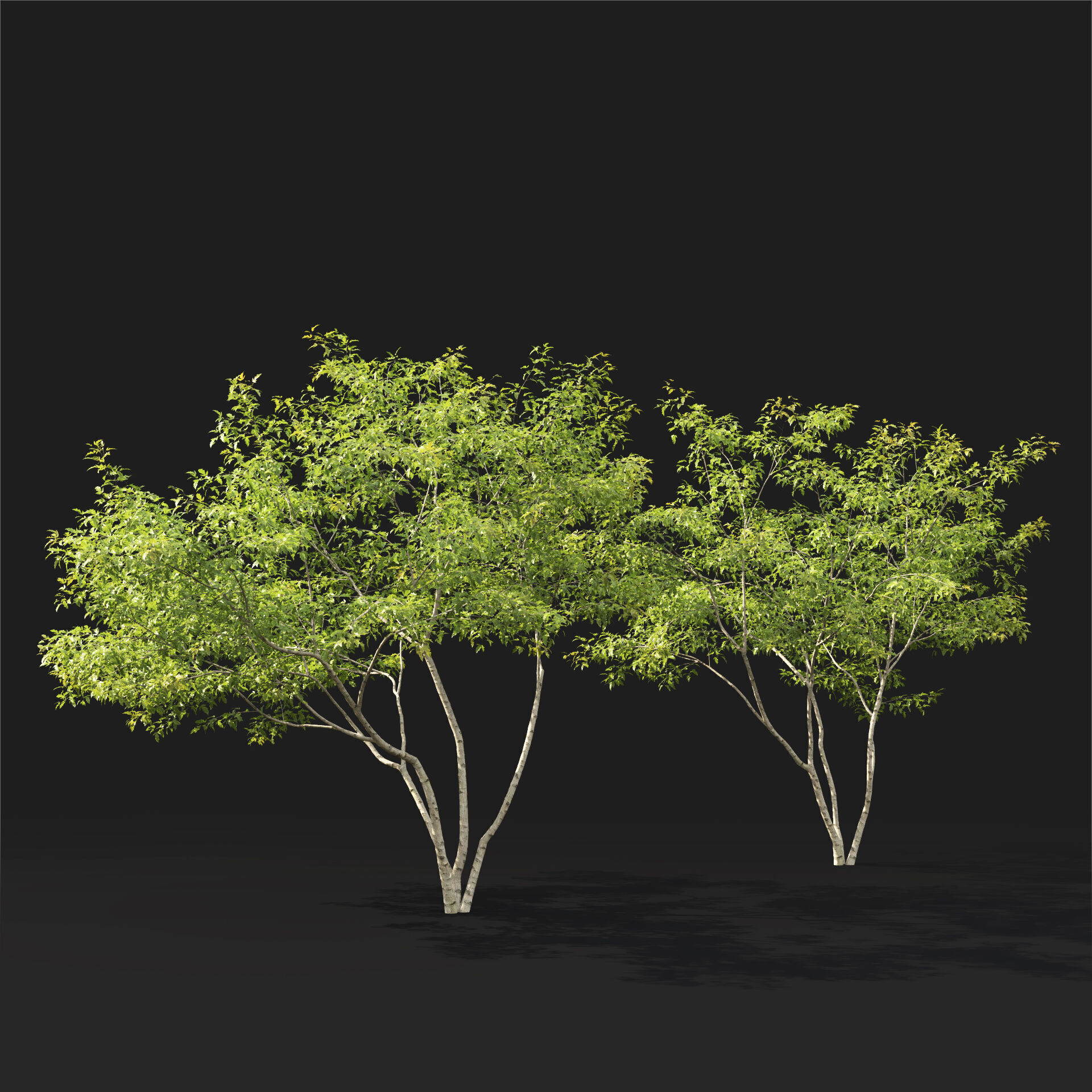 Acer Ginnala 7 3D model_3