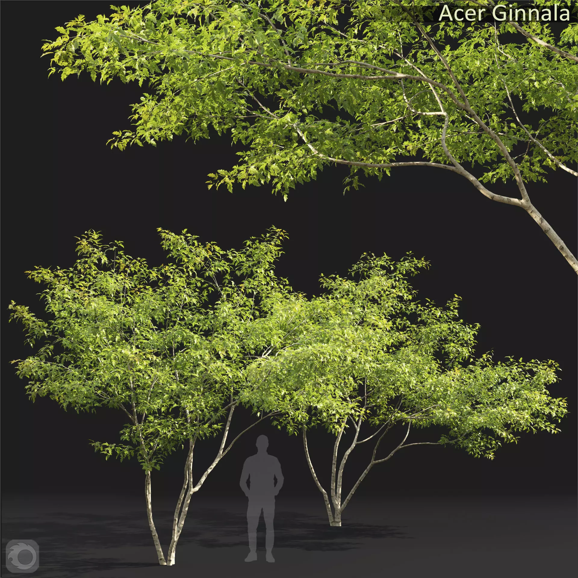 Acer Ginnala 7 3D model_0